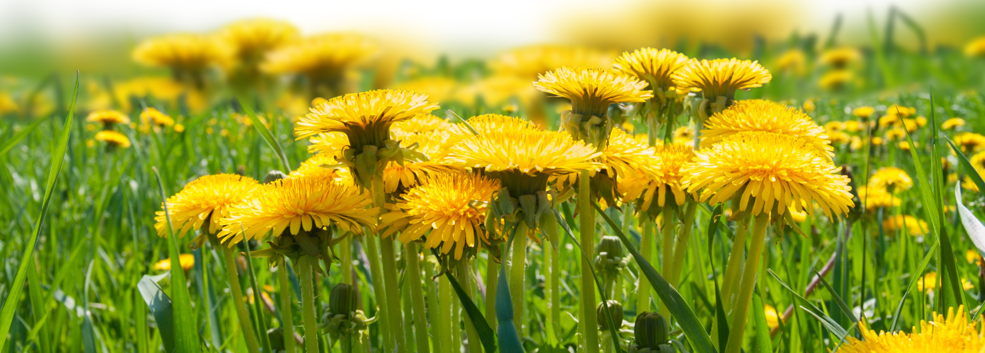 98861c56-banner-na-web-uzsi-19.png